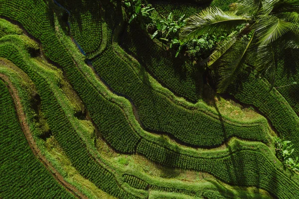 Vue aérienne par drone des terrasses de riz à Bali. Trave de la luxure vagabonde — Photo