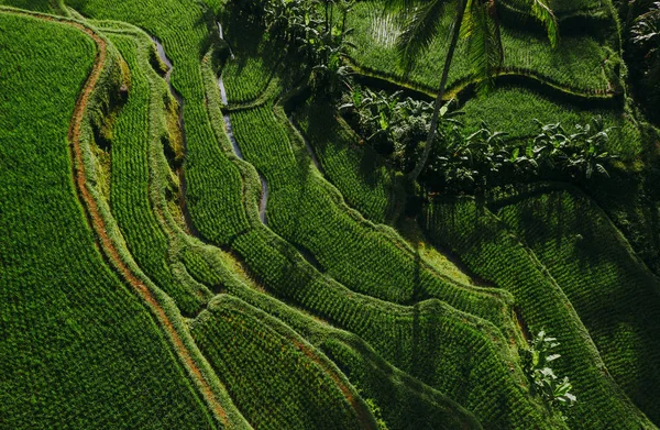 Vista aérea del dron de las terrazas de arroz en Bali. Wanderlust trave —  Fotos de Stock