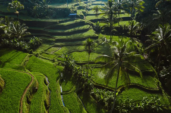 巴厘岛水稻梯田的空中无人机视图。流浪者流浪者 — 图库照片