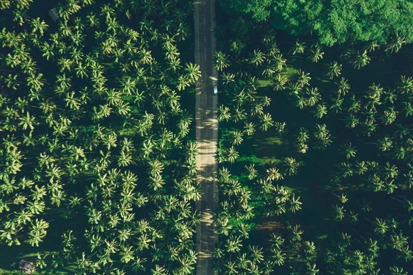 Palm tree jungle in the philippines. concept about wanderlust tr — Stock Photo, Image