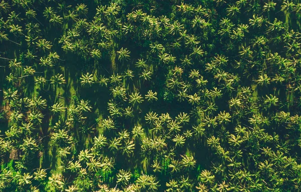 Selva de palmeiras nas filipinas. conceito sobre wanderlust tr — Fotografia de Stock