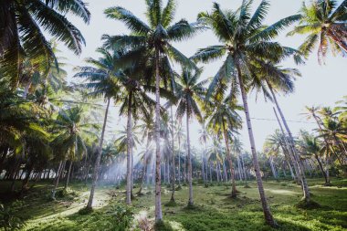 Filipinler'de palmiye ağacı ormanı. wanderlust tr hakkında kavram