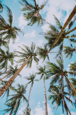 Filipinler'de palmiye ağacı ormanı. wanderlust tr hakkında kavram