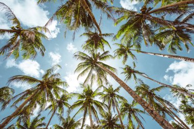 Filipinler'de palmiye ağacı ormanı. wanderlust tr hakkında kavram