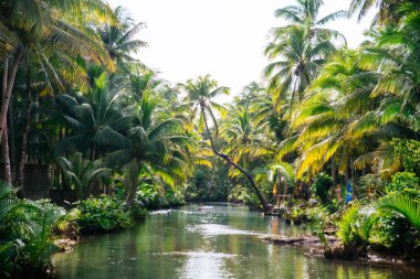 Filipinler'de palmiye ağacı ormanı. wanderlust tr hakkında kavram