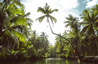 Filipinler'de palmiye ağacı ormanı. wanderlust tr hakkında kavram