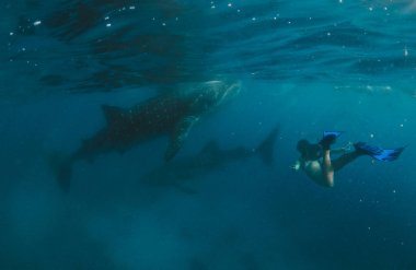 Filipinler'in Cebu kentinde dev balina köpekbalıkları. Bu büyük ile yüzme