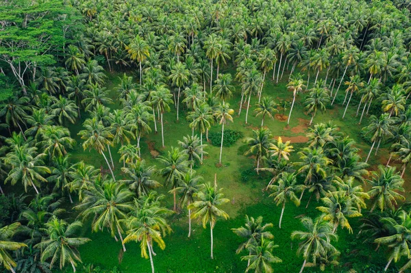 La selva de palmeras en las Filipinas. concepto sobre wanderlust tr —  Fotos de Stock