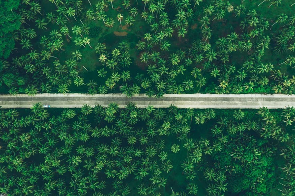 Джунглі з пальмового дерева у філіппінах. концепція про блукаюче захоплення tr — стокове фото