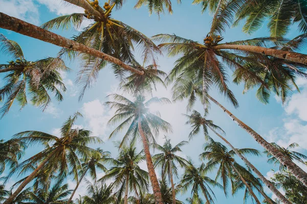 Palm tree jungle in the philippines. concept about wanderlust tr — Stock Photo, Image