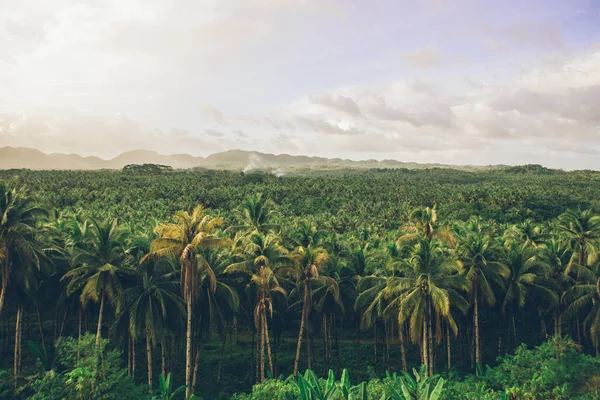 La selva de palmeras en las Filipinas. concepto sobre wanderlust tr —  Fotos de Stock