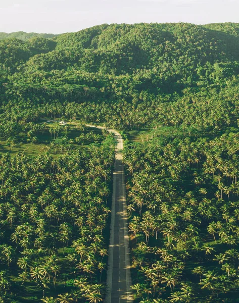 Palm Tree Jungle i Filippinerna. konceptet om Wanderlust tr — Stockfoto