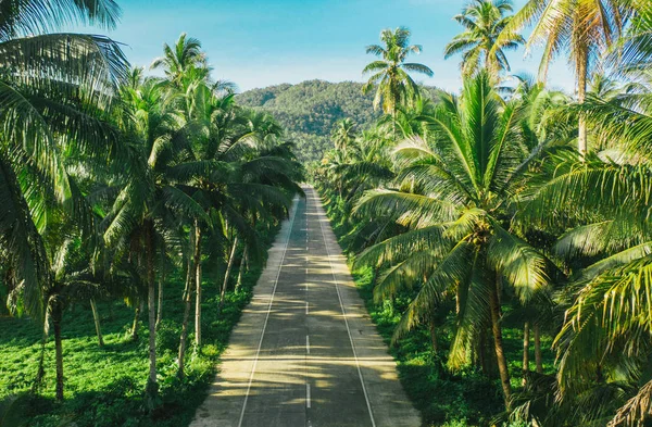 Palm tree jungle in the philippines. concept about wanderlust tr — Stock Photo, Image