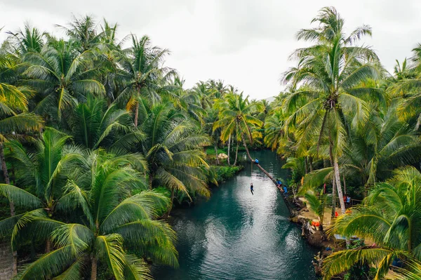 Palm Tree Jungle i Filippinerna. konceptet om Wanderlust tr — Stockfoto