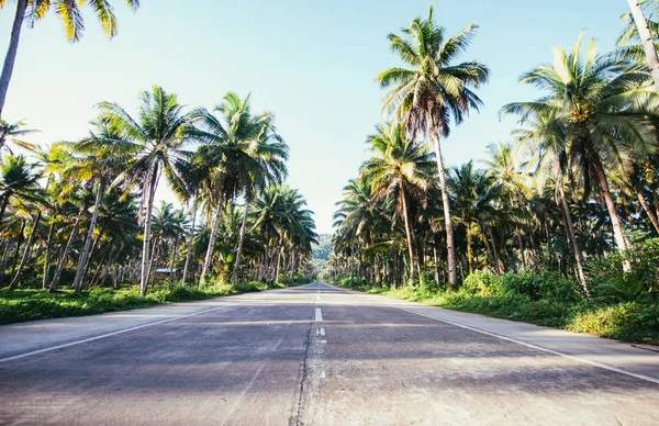 Palm tree jungle in the philippines. concept about wanderlust tr — Stock Photo, Image