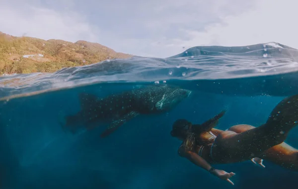 Γιγάντιοι καρχαρίες φαλαινών στο Κεμπού, Φιλιππίνες. Κολυμπώ με αυτά τα μεγάλα — Φωτογραφία Αρχείου