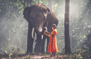 Thai monks studying in the jungle with elephants clipart