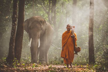 Thai monks walking in the jungle with elephants clipart