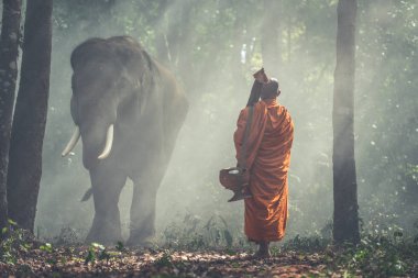 Thai monks walking in the jungle with elephants clipart