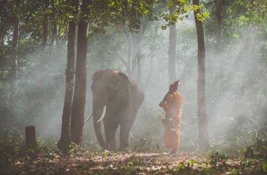 Tay rahipler ormanda filler ile yürüyüş