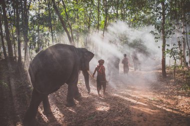 fil ile ormanda Tay çoban. Tarihi yaşam tarzı
