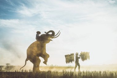 Tayland pirinç tarlalarında çalışan insanlar