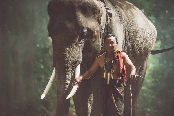Thailändischer Bauer geht mit dem Elefanten im Dschungel — Stockfoto