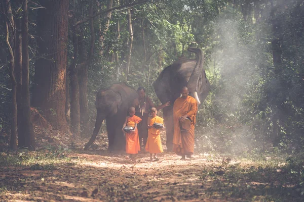 Тайские монахи гуляют по джунглям со слонами — стоковое фото