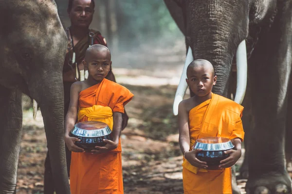 Tajski mnichów chodzenie w dżungli ze słonie — Zdjęcie stockowe