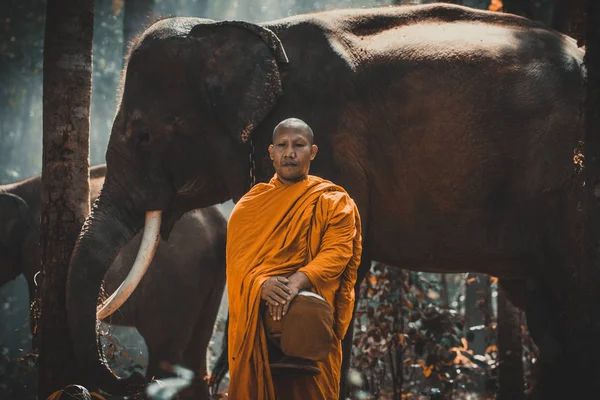 Monges tailandeses caminhando na selva com elefantes — Fotografia de Stock
