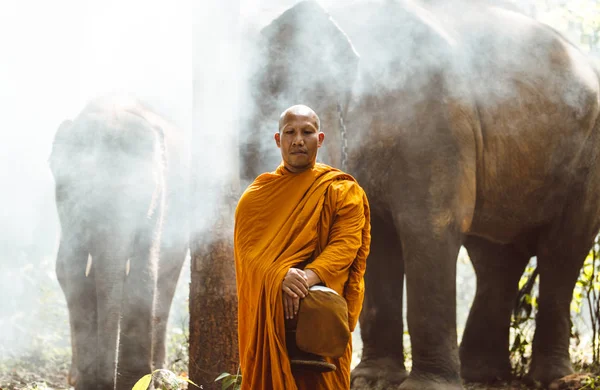 Thaise monniken wandelen in de jungle met olifanten — Stockfoto