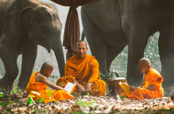 Monjes tailandeses estudiando en la selva con elefantes — Foto de Stock