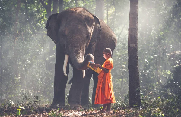 Monjes tailandeses estudiando en la selva con elefantes — Foto de Stock