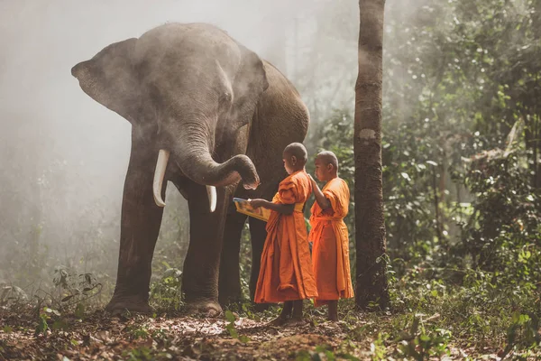 Monaci thailandesi che studiano nella giungla con gli elefanti — Foto Stock