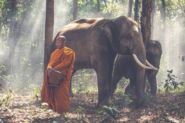 Тайские монахи гуляют по джунглям со слонами
