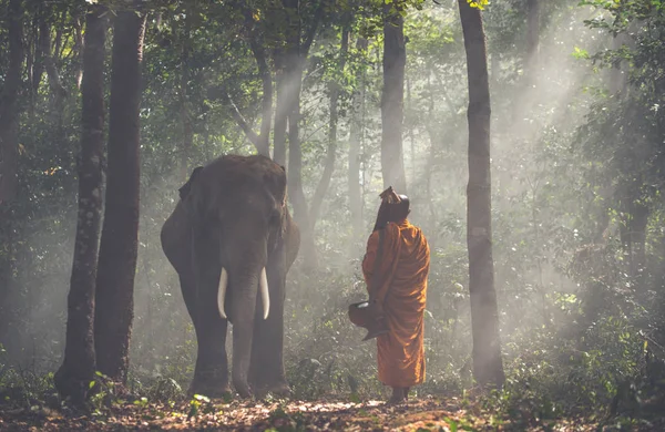 Monjes tailandeses caminando en la selva con elefantes — Foto de Stock