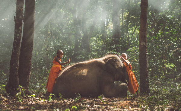 Тайские монахи гуляют по джунглям со слонишками
