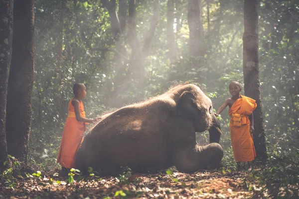 Monges tailandeses caminhando na selva com elefantes bebés — Fotografia de Stock