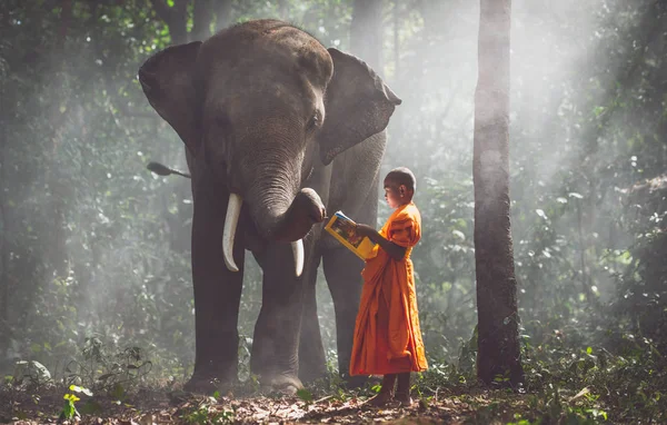 코끼리와 함께 정글에서 공부하는 태국 승려 — 스톡 사진