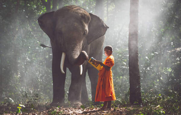 Тайские монахи учатся в джунглях со слонами
