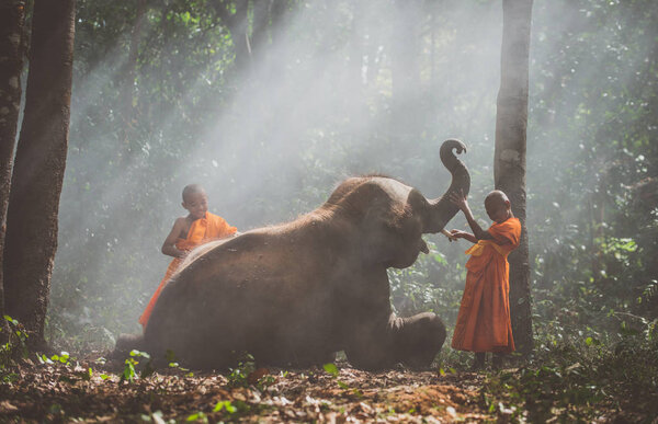 Тайские монахи гуляют по джунглям со слонишками
