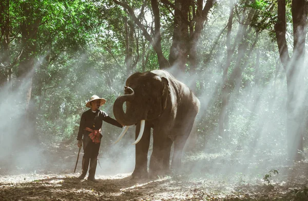 Mann und sein Elefant in Nordthailand — Stockfoto