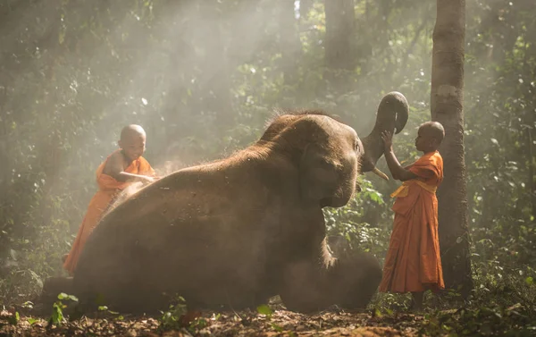 Thailändische Mönche gehen mit Baby-Elefanten durch den Dschungel — Stockfoto