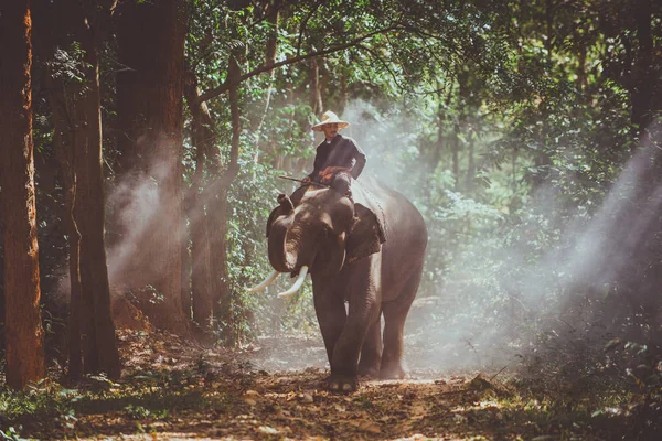Mann und sein Elefant in Nordthailand — Stockfoto