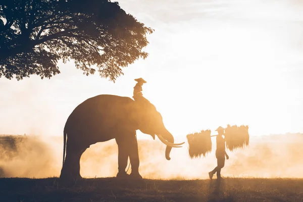 Personnes travaillant dans les rizières en Thaïlande — Photo