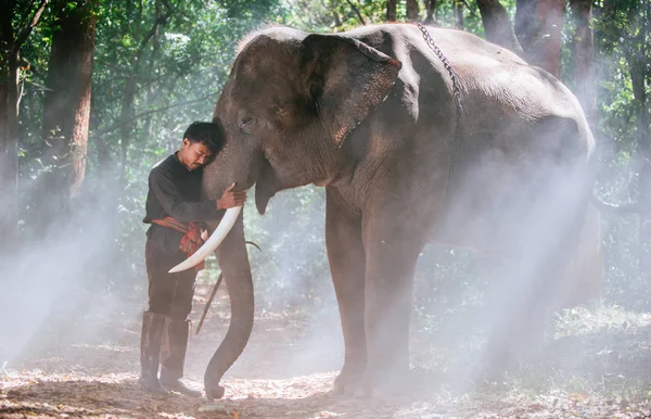 Человек и его слон в северном Таиланде — стоковое фото