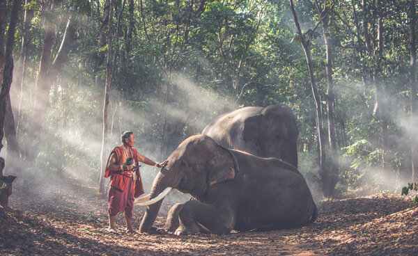 Тайские пастухи в джунглях со слонами. Исторический образ жизни
