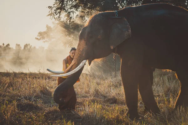Belle femme thai passer du temps avec l'éléphant dans la jung — Photo