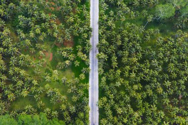 Tropikal Hindistan cevizi ağaçları orman