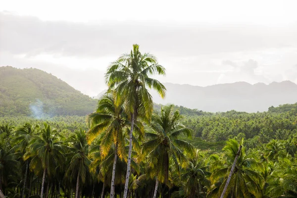 Tropiska kokosnöt träd skog — Stockfoto